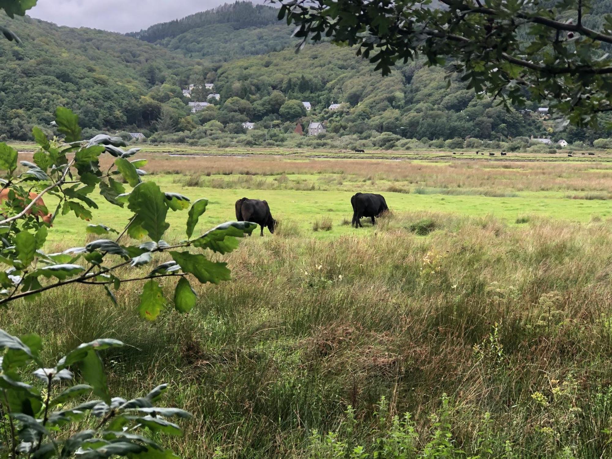 فيلا Snowdonia Mawddach Escape دولغيلوو المظهر الخارجي الصورة